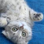 عبداللطيف الياسيني Profile Picture