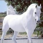 Alaa Alaa Profile Picture