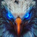 rawaz ahmad Profile Picture