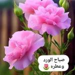 ashraf salman