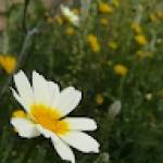 douaa douaa Profile Picture