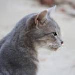 Following profile image
