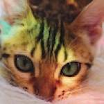 Following profile image