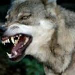 Arman Melqonyan Profile Picture