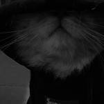 Following profile image