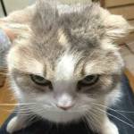 Safa Tbini Profile Picture