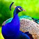 Following profile image