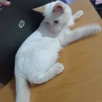 Amira Mira Profile Picture