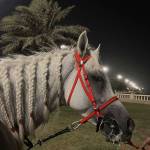 radwa maree Profile Picture