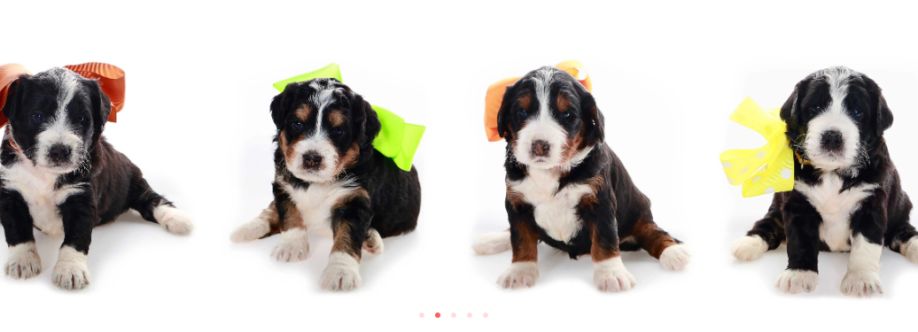 Shady Oaks Puppies cover