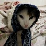 Mohamed Xzv Profile Picture