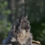 Following profile image