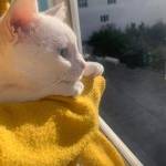 Following profile image