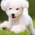 Big Dog Forum Profile Picture