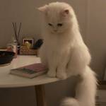 Skyna Aljlyhawy Profile Picture