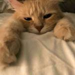 Following profile image