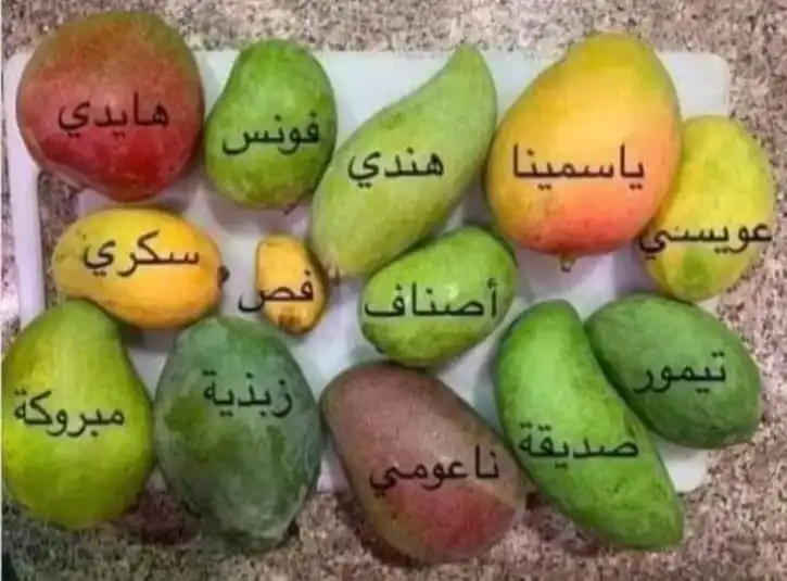 عبدو عبدو Profile Picture