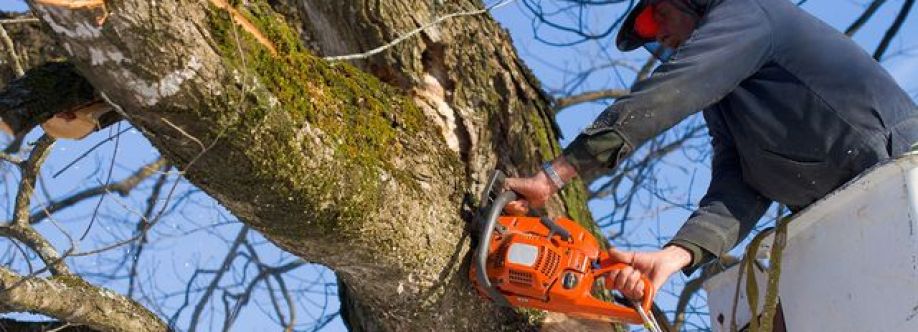 Top Point Tree cover