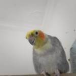 Yehia radwan Profile Picture