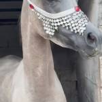 Heba N