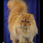 Following profile image