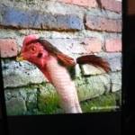 Omar Mohamed Profile Picture