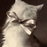 Following profile image