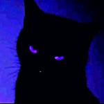 طارق الشهيدي Profile Picture
