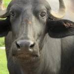 Following profile image
