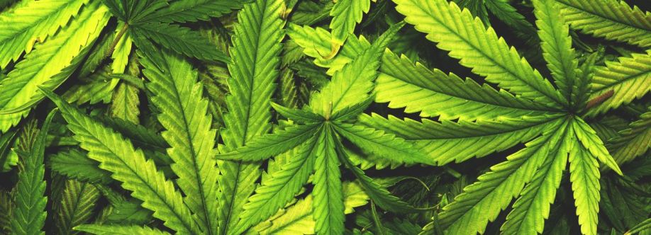 Elevate Weed Dispensary cover