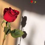 زهرة العسولة Profile Picture