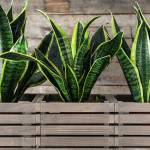 Vego Garden Profile Picture