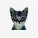 We Love Cats and Kittens Profile Picture