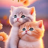 Mimo Bibo Profile Picture