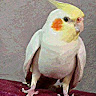 Following profile image