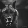 محمود الامارة Profile Picture