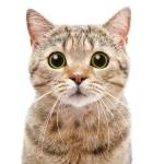 Following profile image