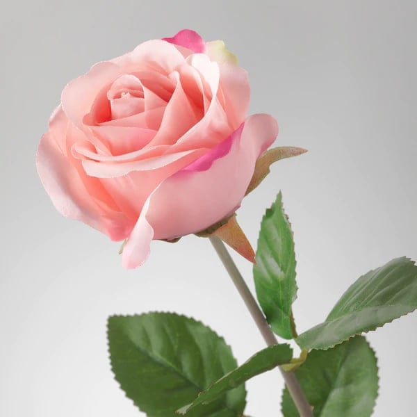 Bawer Barwari Profile Picture