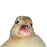 Mez Mez Profile Picture