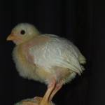 Following profile image