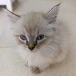 Boby Kamel Profile Picture