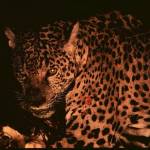 Rami Muhammad Profile Picture