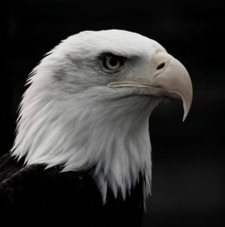 Following profile image