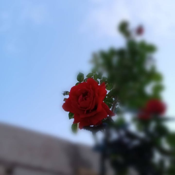 Sabreen Alkhaldy Profile Picture