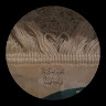 Following profile image