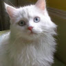 Following profile image
