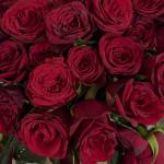 Shams Mohannad Profile Picture