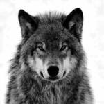 Following profile image