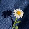 Khadidja Adnane Profile Picture