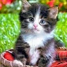 العراقي الراقي Profile Picture